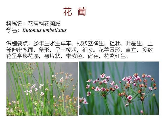 水生空心菜种植技术
