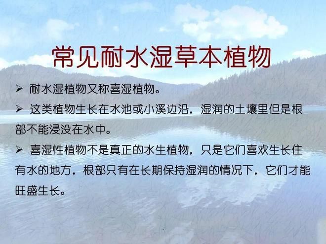 水生空心菜种植技术
