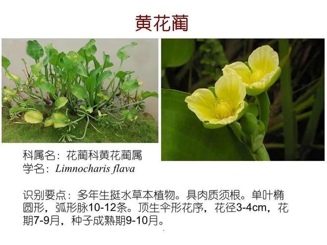 水生空心菜种植技术