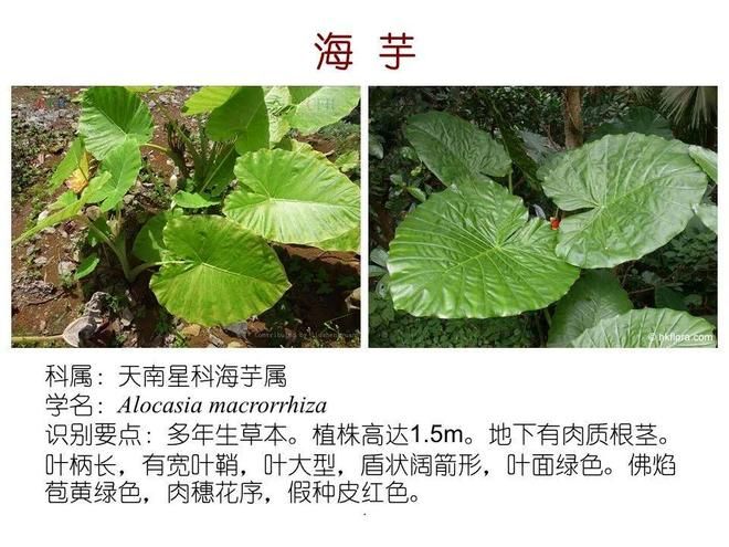 水生空心菜种植技术