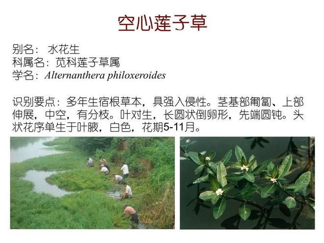 水生空心菜种植技术