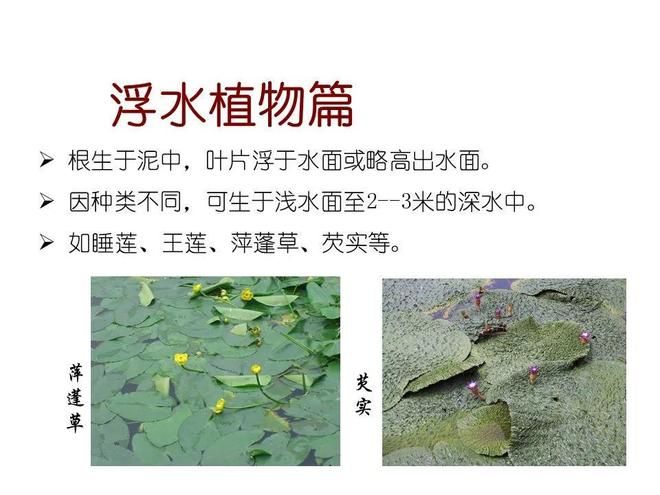 水生空心菜种植技术