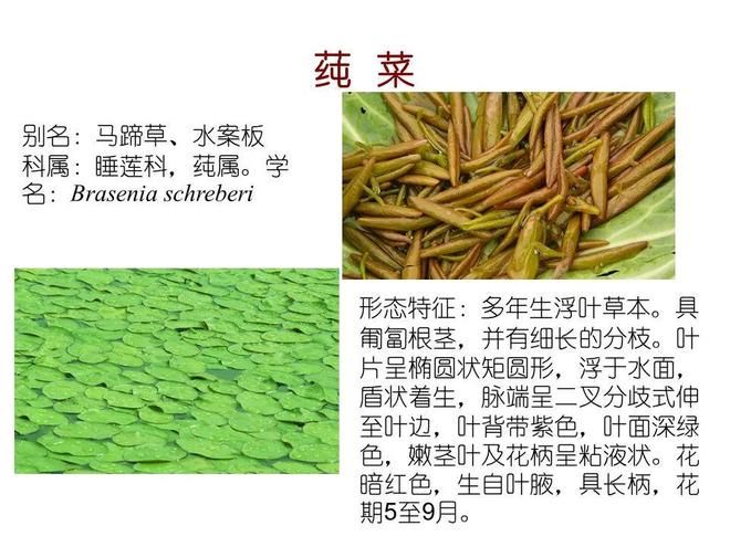 水生空心菜种植技术