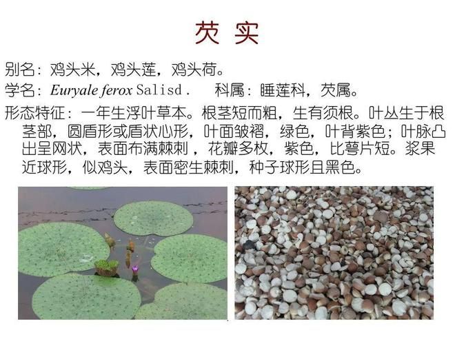 水生空心菜种植技术