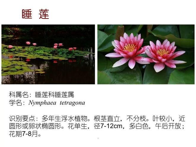 水生空心菜种植技术
