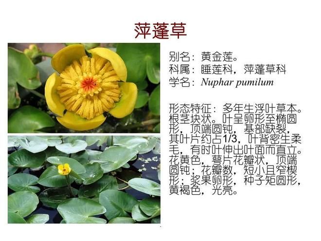 水生空心菜种植技术