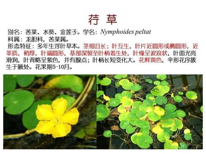水生空心菜种植技术