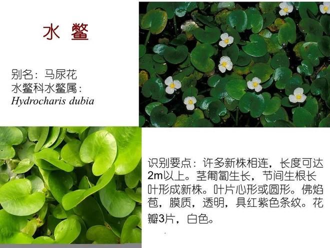 水生空心菜种植技术