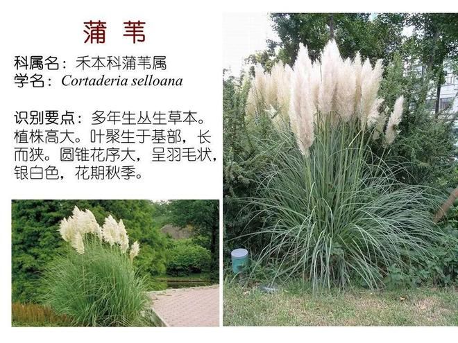 水生空心菜种植技术