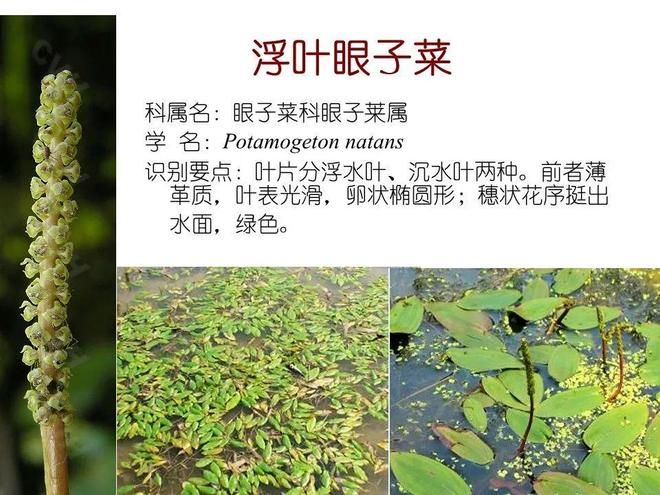 水生空心菜种植技术