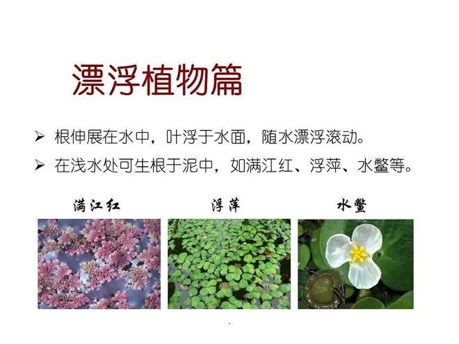水生空心菜种植技术