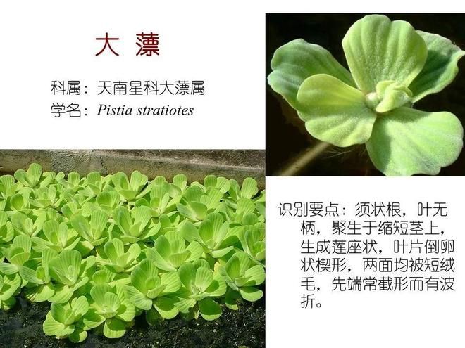 水生空心菜种植技术