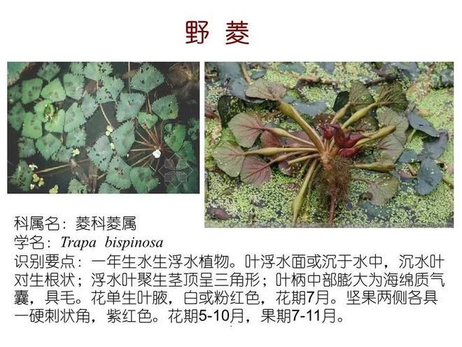 水生空心菜种植技术