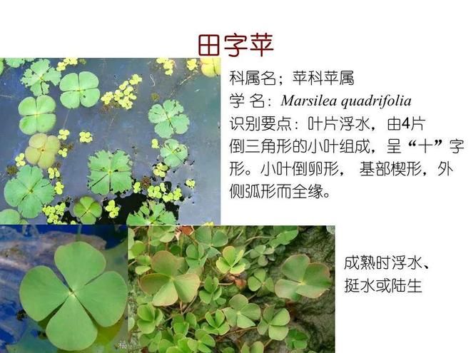 水生空心菜种植技术