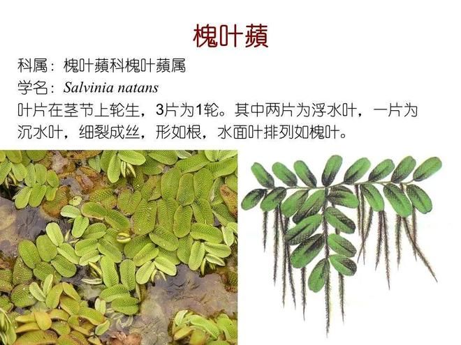 水生空心菜种植技术