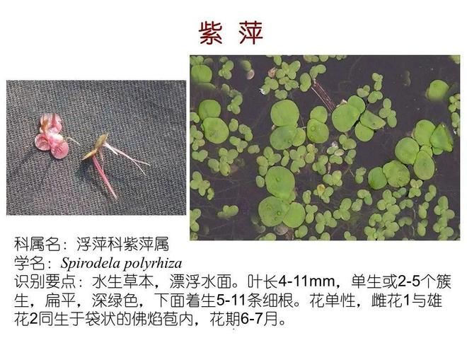水生空心菜种植技术
