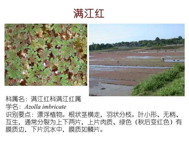 水生空心菜种植技术
