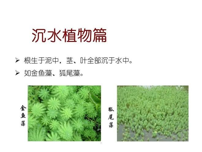 水生空心菜种植技术