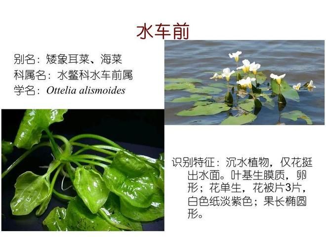 水生空心菜种植技术