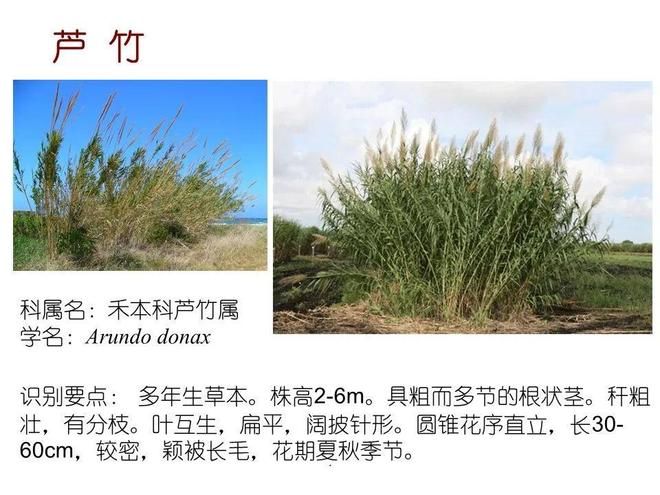 水生空心菜种植技术
