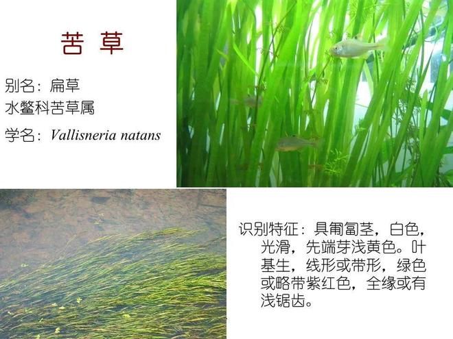 水生空心菜种植技术