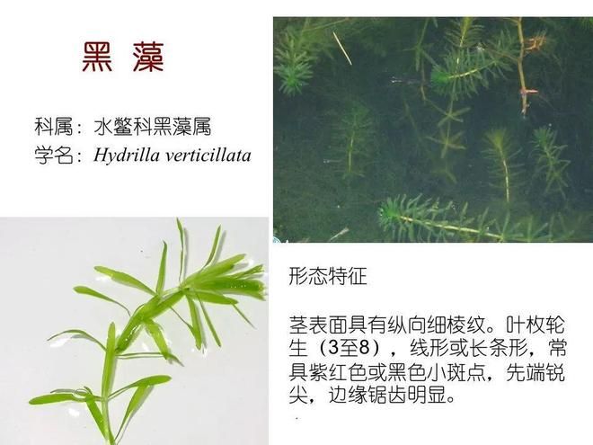 水生空心菜种植技术