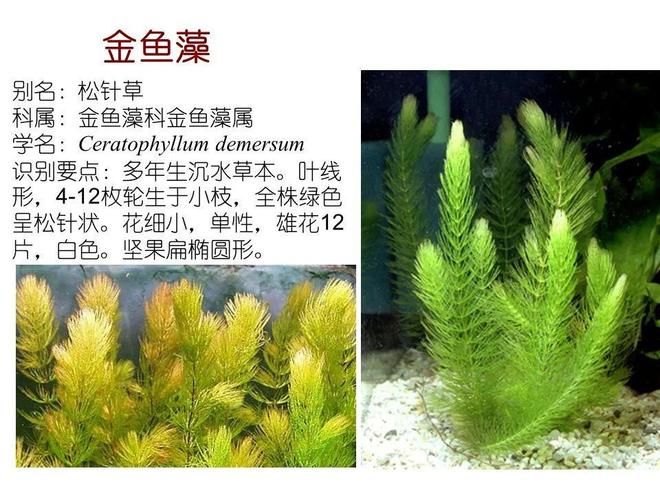 水生空心菜种植技术