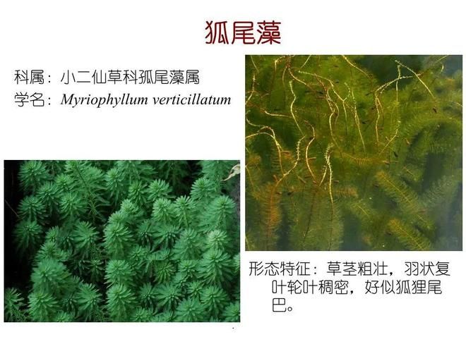 水生空心菜种植技术