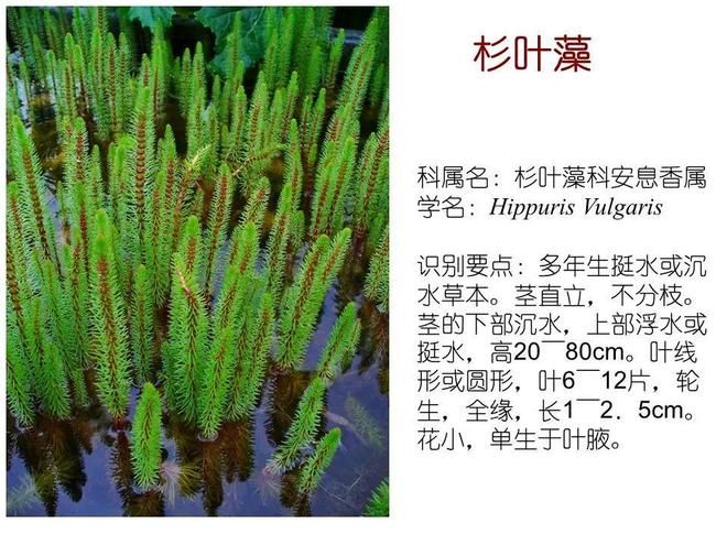 水生空心菜种植技术