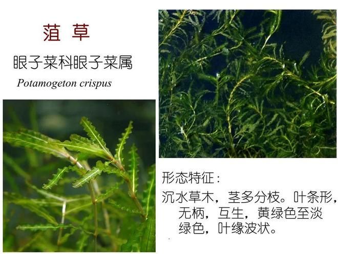水生空心菜种植技术