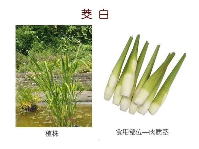水生空心菜种植技术