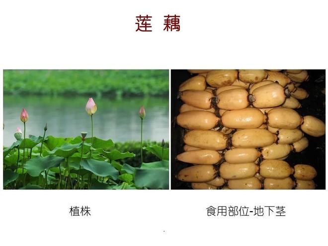 水生空心菜种植技术