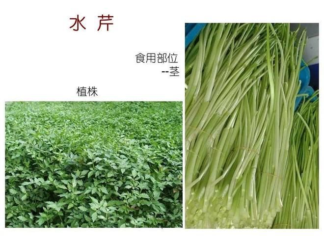 水生空心菜种植技术