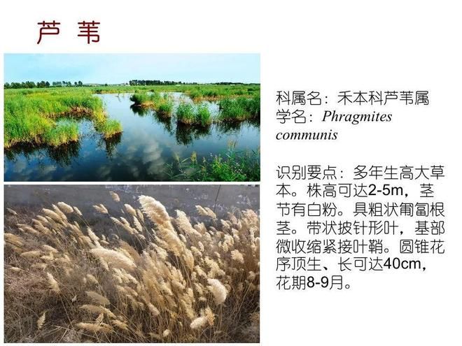 水生空心菜种植技术