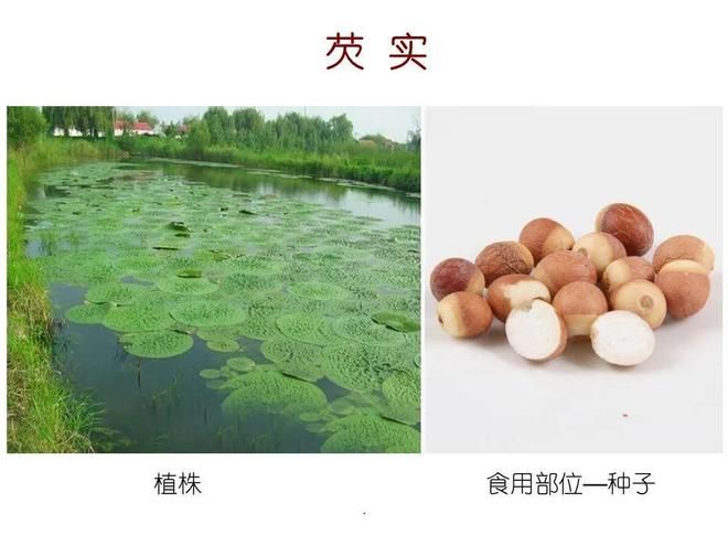 水生空心菜种植技术