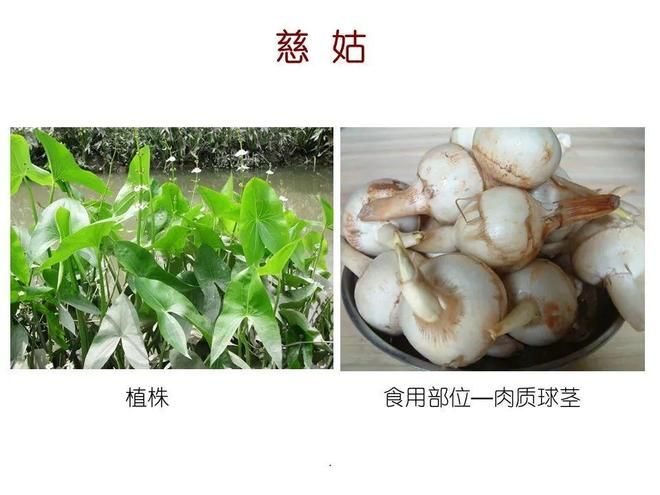 水生空心菜种植技术