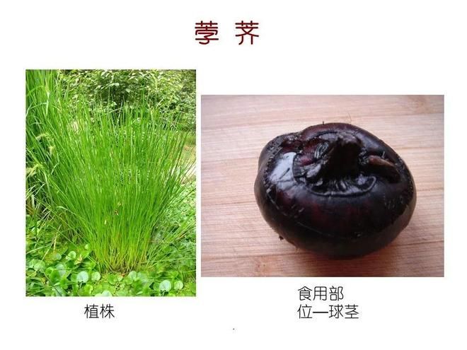 水生空心菜种植技术