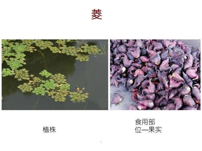 水生空心菜种植技术