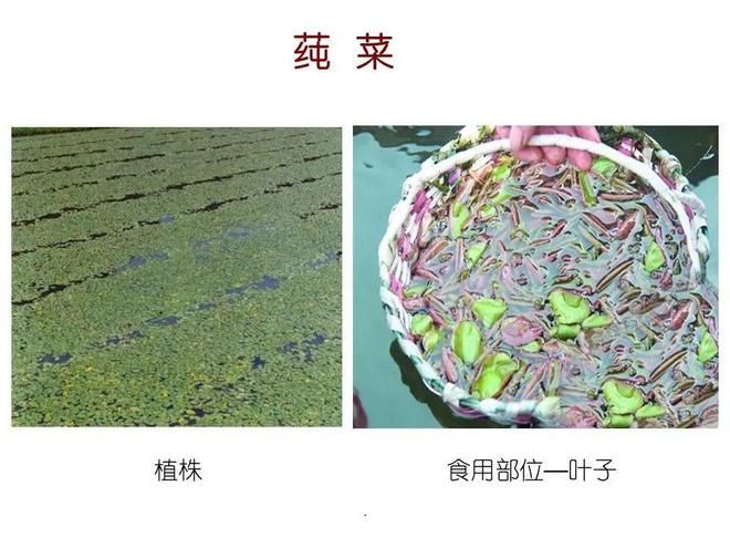 水生空心菜种植技术