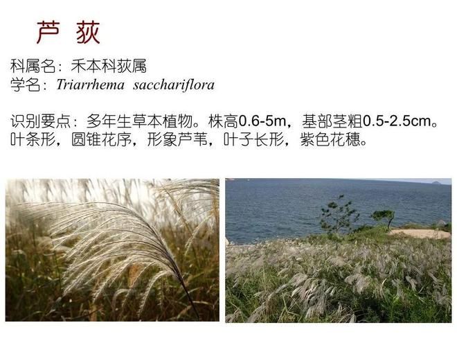 水生空心菜种植技术