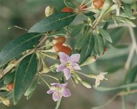 枸杞子树种植技术
