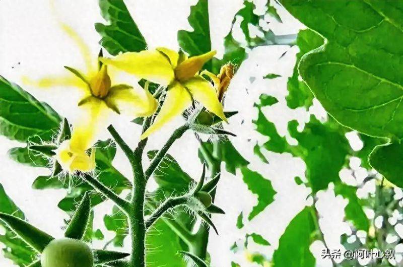 西红柿开花千万别松懈！做好四件事保花稳果枝头挂满串串果