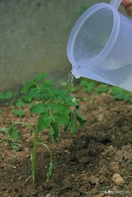 蕃茄树种植技术视频