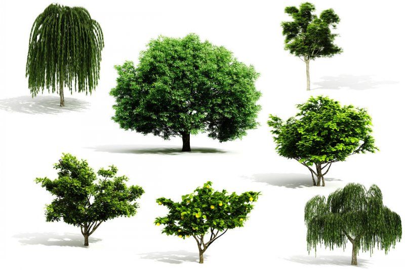 水生空心菜种植技术