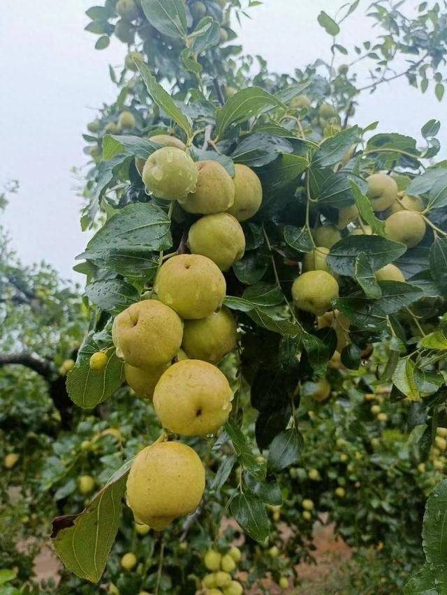 圆铃大枣 种植技术