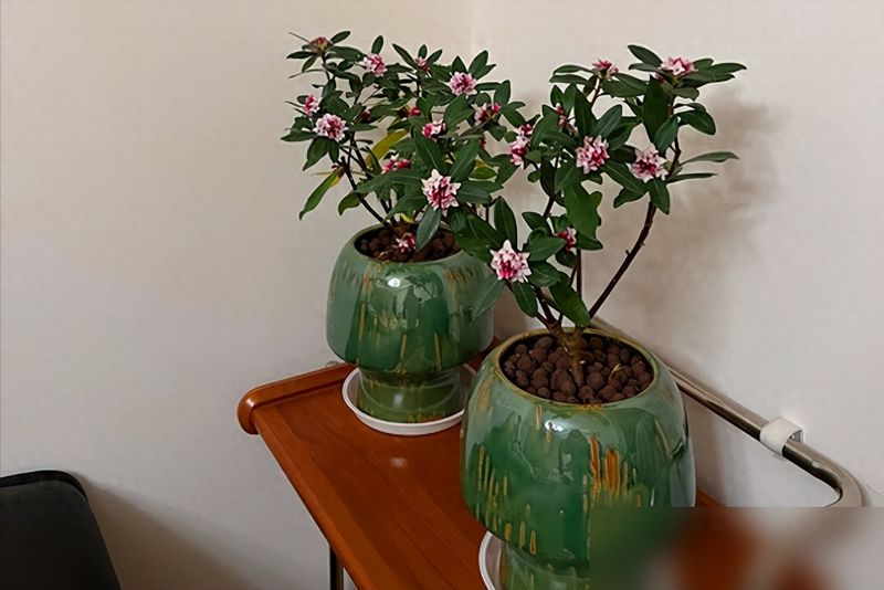 香水百合花的种植方法