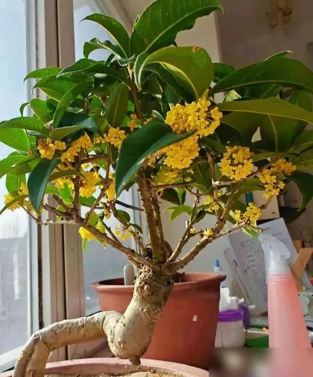 香水百合花的种植方法