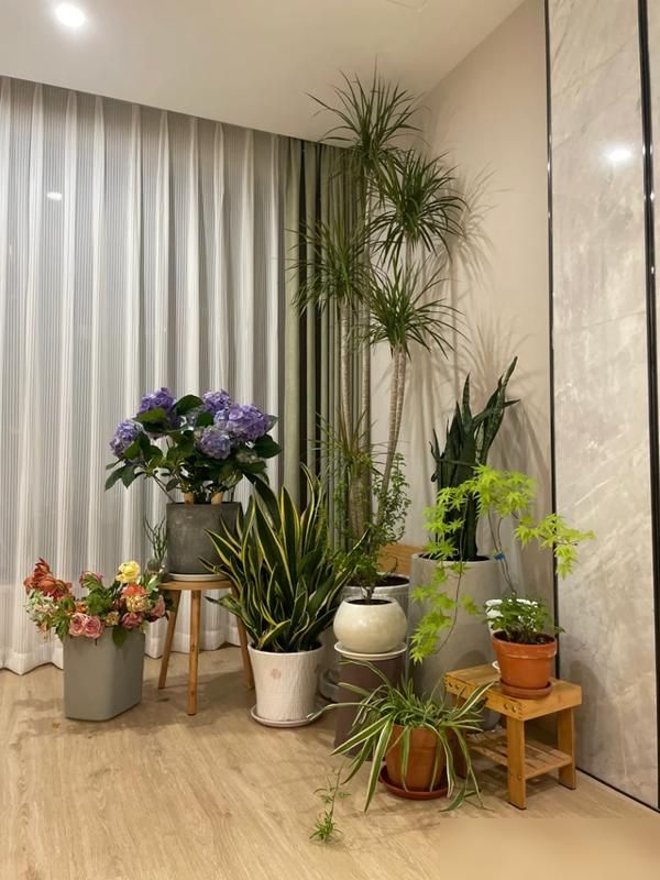 香水百合花的种植方法