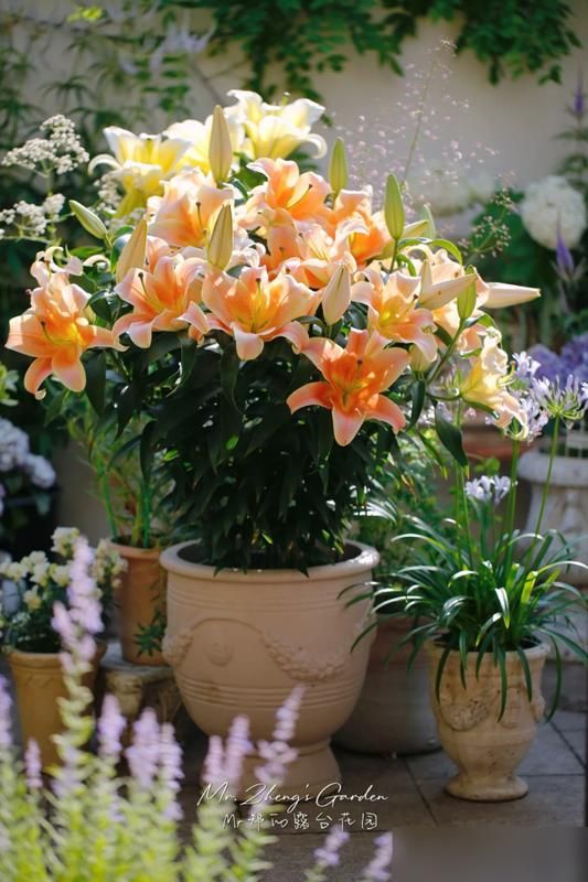 香水百合花的种植方法