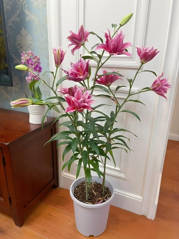 香水百合花的种植方法